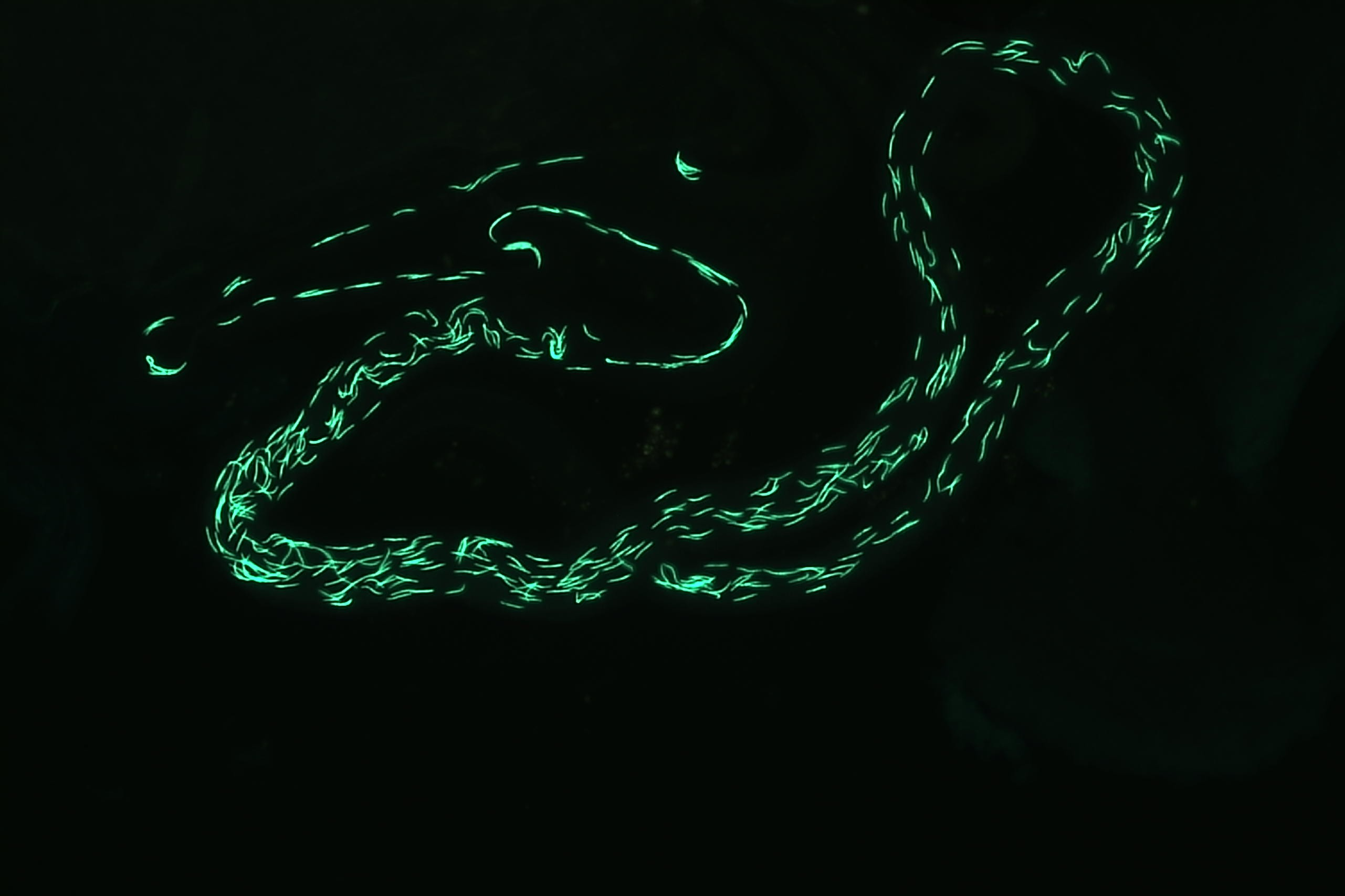 Fluorescence image of sperm in Drosophila female spermatheca.